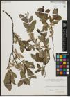 Foto von Salix L.
